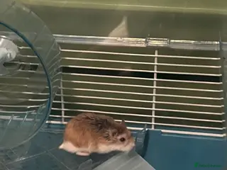 Hamster rodents Roborovski hamster and cage - Advert 3