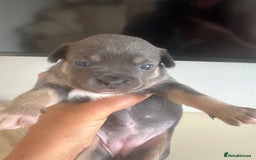 Mixed Breed dogs for sale: French billhuahua - Image 33