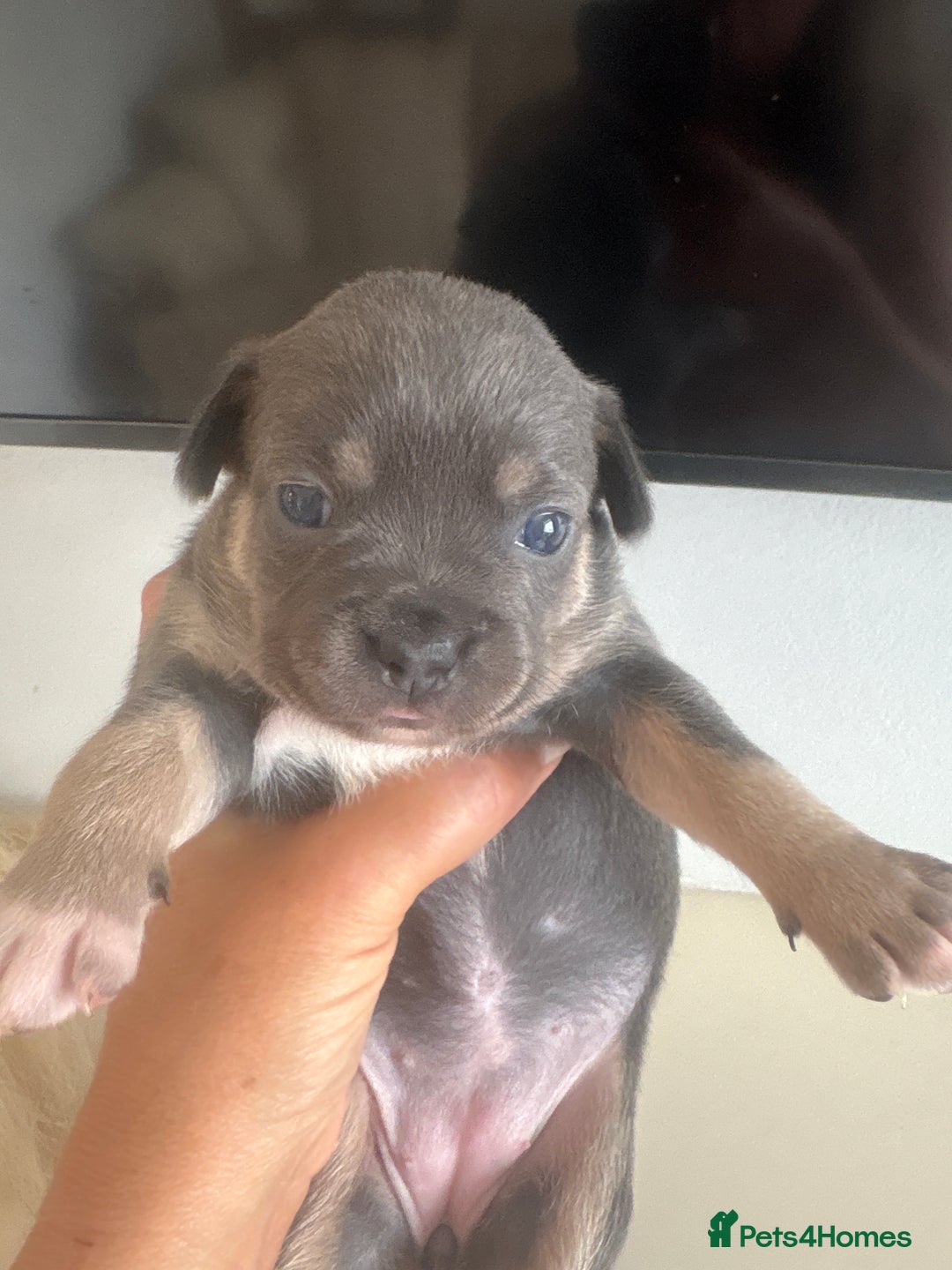 Mixed Breed dogs for sale: French billhuahua - Image 33