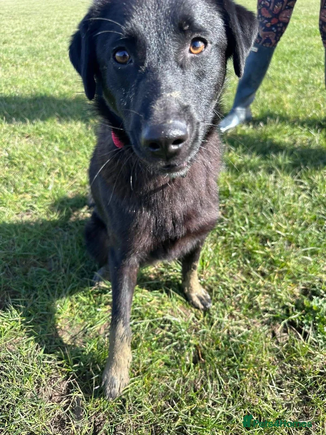 Mixed Breed dogs for adoption: Guinness - Advert 2