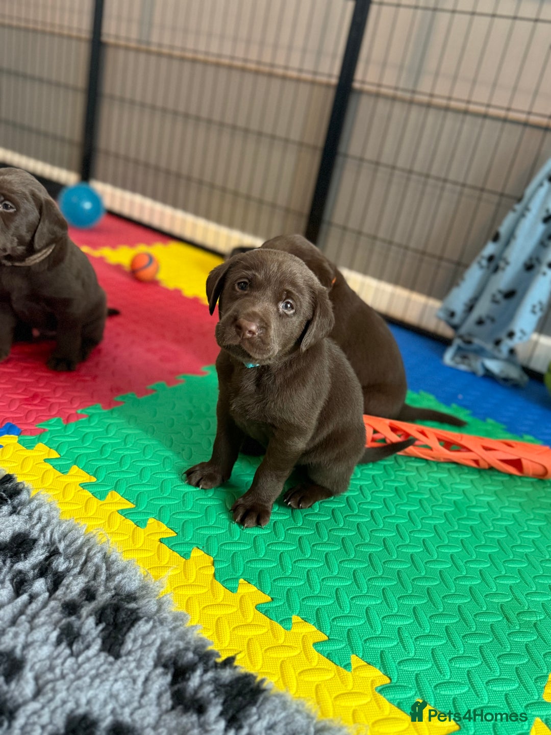 Labrador Retriever dogs for sale: Exceptional KC Chocolate Labrador Puppies - Image 12