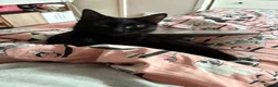 Mixed Breed cats for sale: 2X 3 year old family friendly female cats  - Advert 7