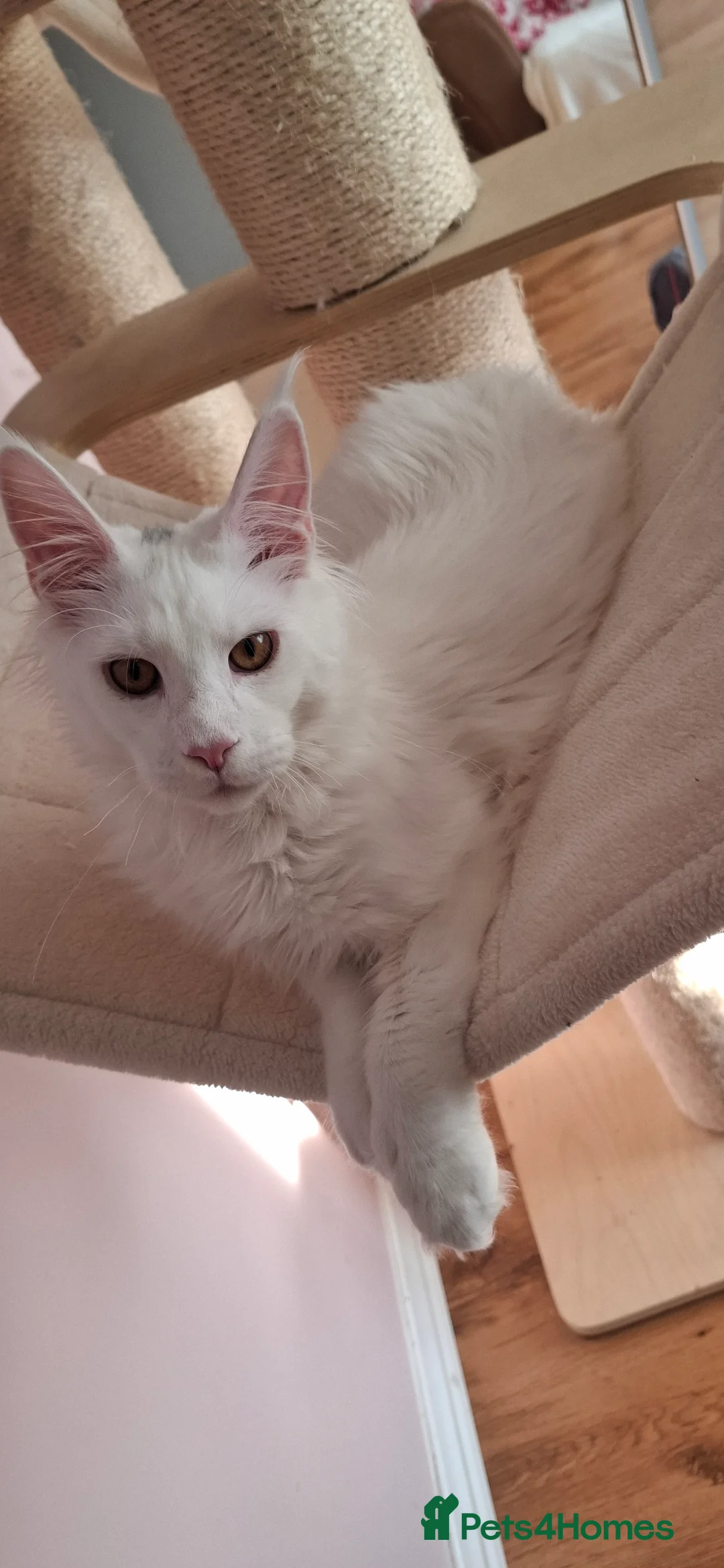 Maine Coon cats for sale: GCCF Maine Coon kitten boy - Advert 4