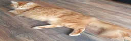 Maine Coon cats for sale: Fantastic Xl Main Coons Girls - Advert 5
