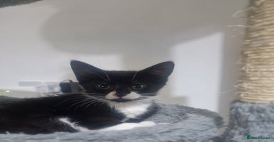 Domestic Shorthair cats - Advert 4