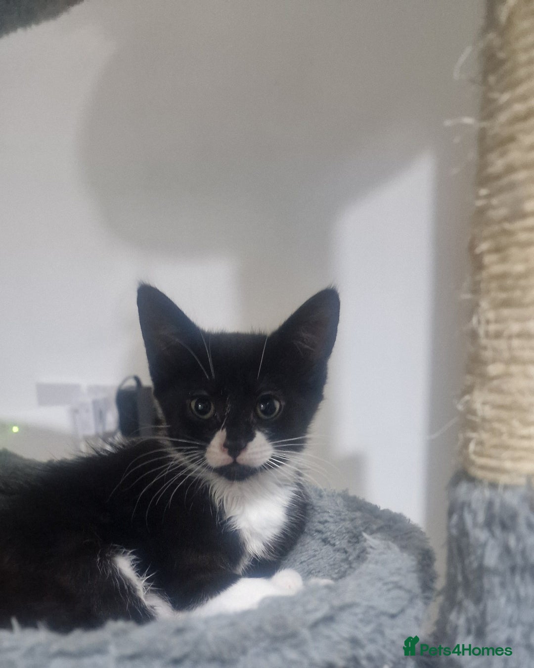 Domestic Shorthair cats for sale: Kittens - Image 3