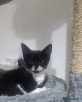 Domestic Shorthair cats - Advert 14