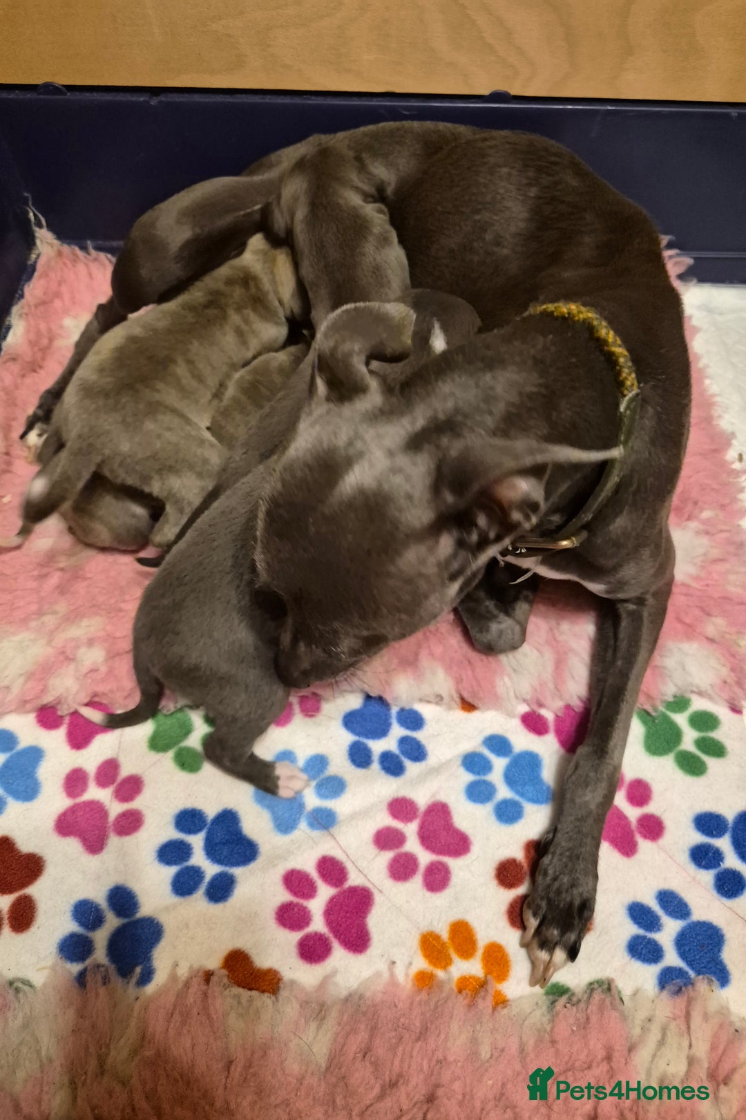 Whippet dogs for sale: Stunning KC Whippet Puppies for Sale - Advert 9