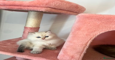British Longhair cats - Advert 12