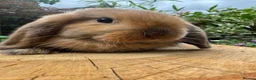 Mini Lop rabbits for sale: 100% Pure Bred Super Friendly Mini Lop Bunnies - Advert 5