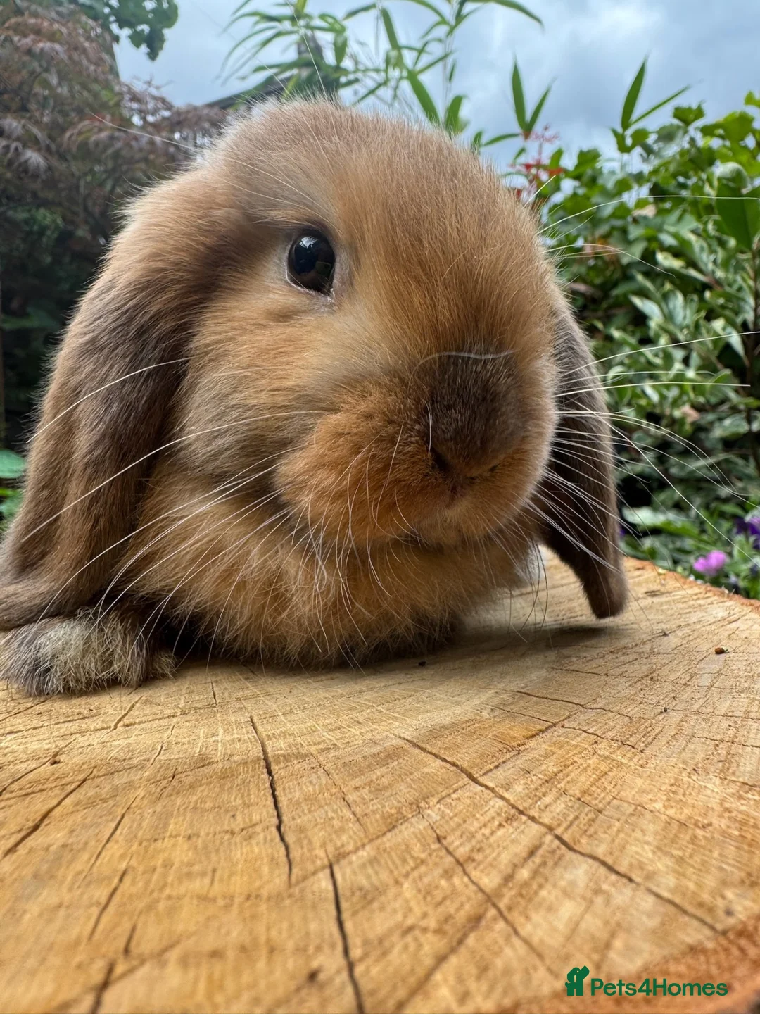 Mini Lop rabbits for sale: 100% Pure Bred Super Friendly Mini Lop Bunnies - Advert 5