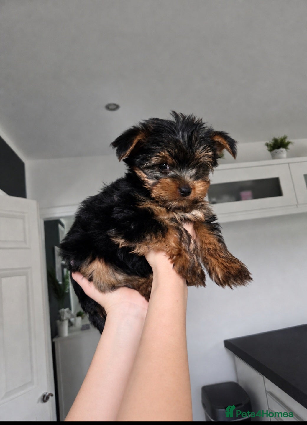 Yorkshire Terrier dogs for sale: 💙ONLY 1 LEFT💙BeautifulYorkshireTerrier Puppies - Advert 1