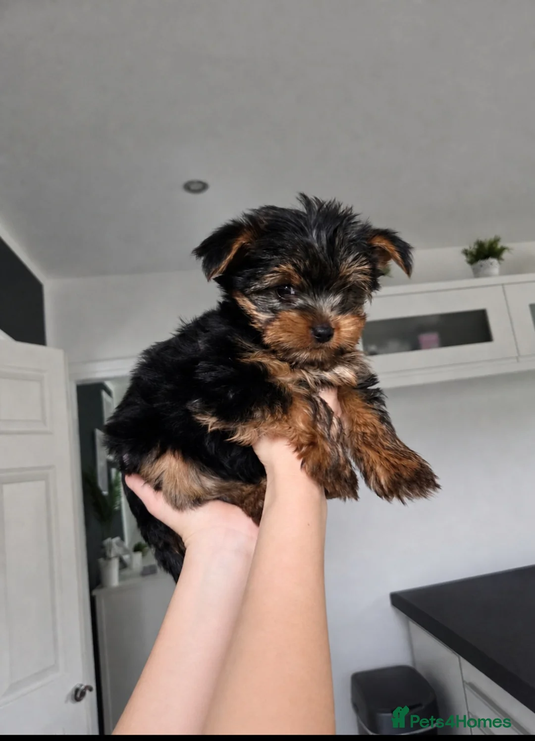 Yorkshire Terrier dogs for sale: 💙ONLY 1 LEFT💙BeautifulYorkshireTerrier Puppies - Advert 1