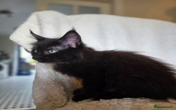 Maine Coon cats for sale: 4 x large bundles of fun - Image 17