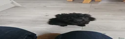 Toy Poodle dogs for sale: Black toy poodle - Advert 2