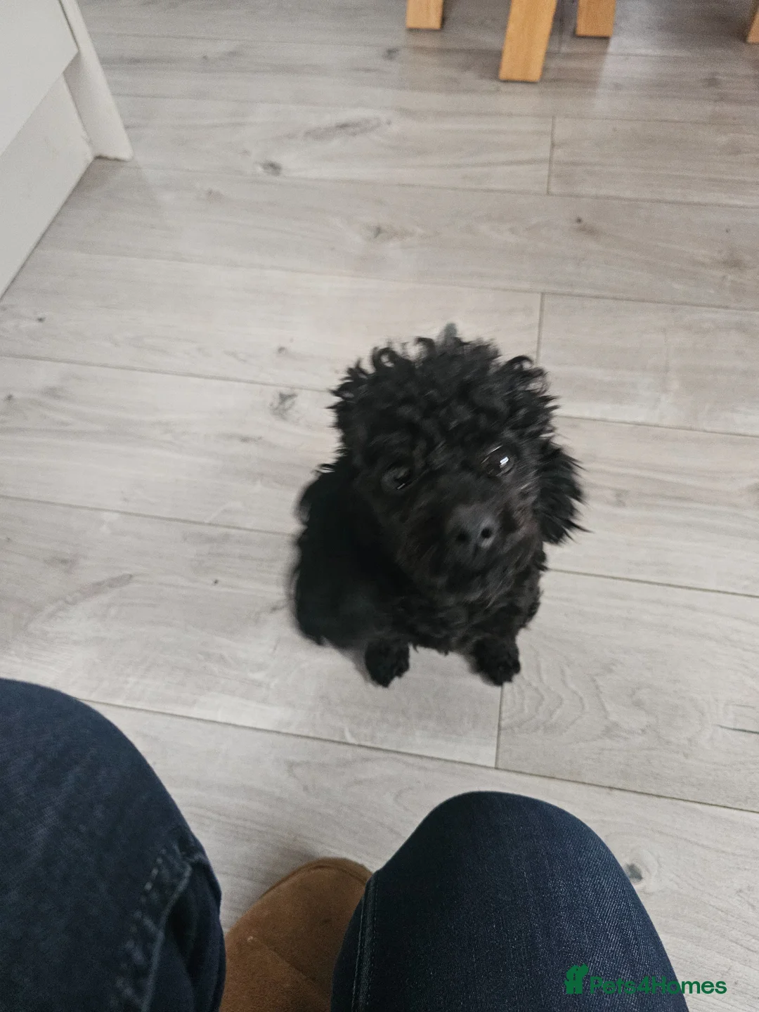 Toy Poodle dogs for sale: Black toy poodle - Advert 2