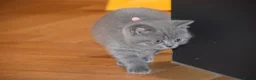 British Shorthair cats for sale: British Shorthair kittens, Ready! - Advert 8