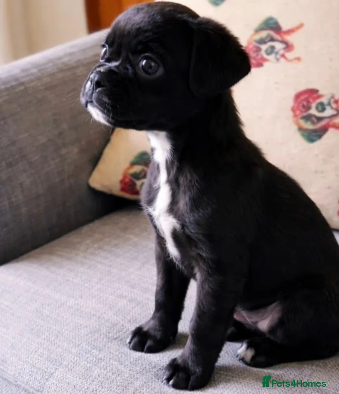 Boxer dogs for sale: 5 ⭐️ Licensed breeder, Health tested parents.  - Advert 2