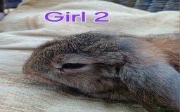 Mini Lop rabbits for sale: Three Beautiful Mini Lop Bunnies Left - Image 7