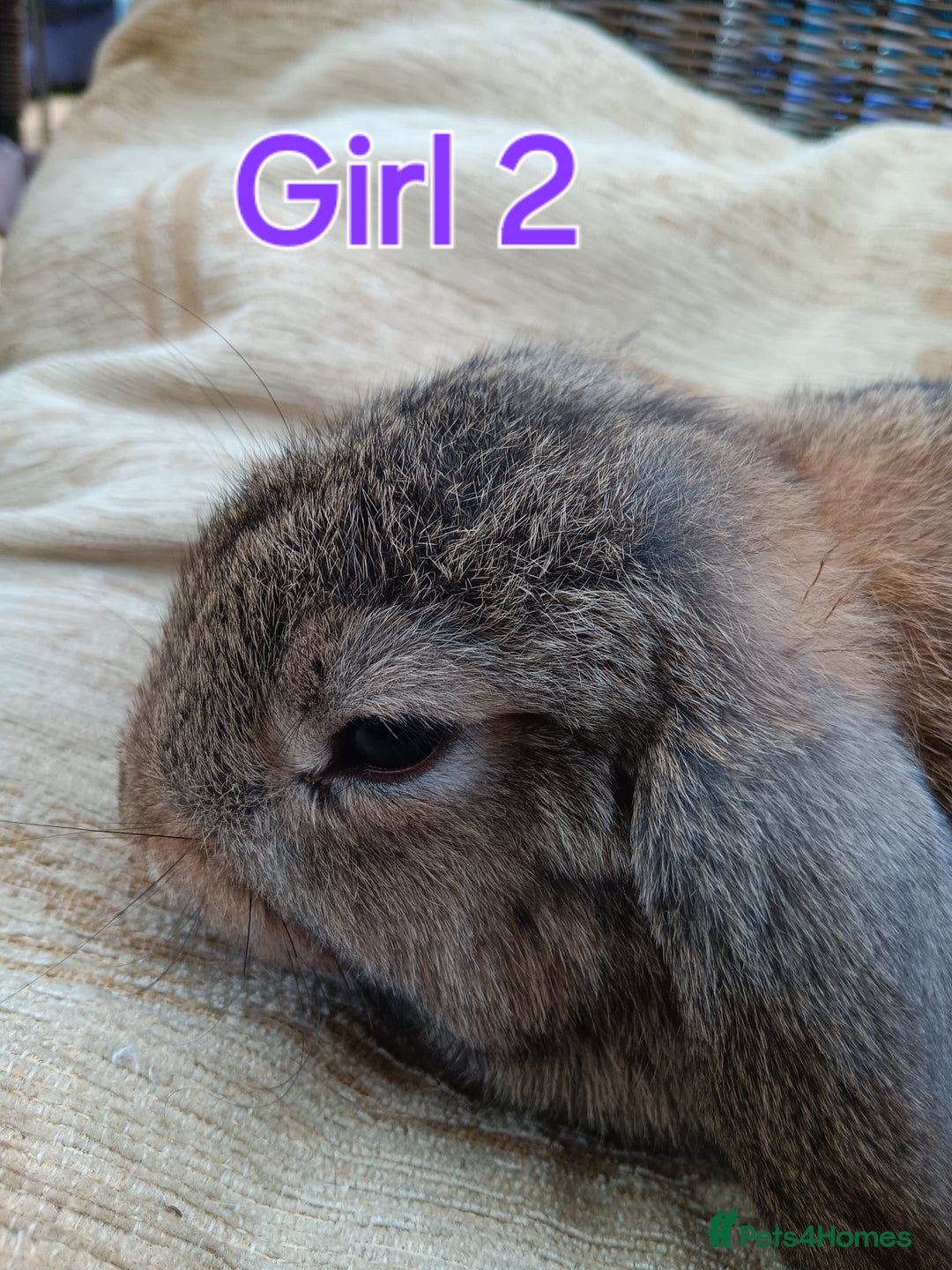 Mini Lop rabbits for sale: Three Beautiful Mini Lop Bunnies Left - Image 7