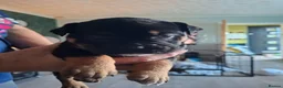 Old Tyme Bulldog dogs for sale: Old tyme bulldog puppies for sale in Sunderland - Advert 9