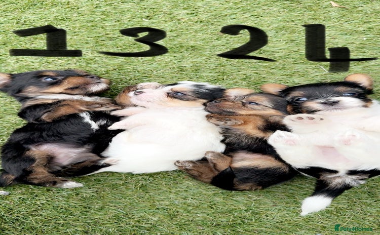 Mixed Breed dogs - Advert 1
