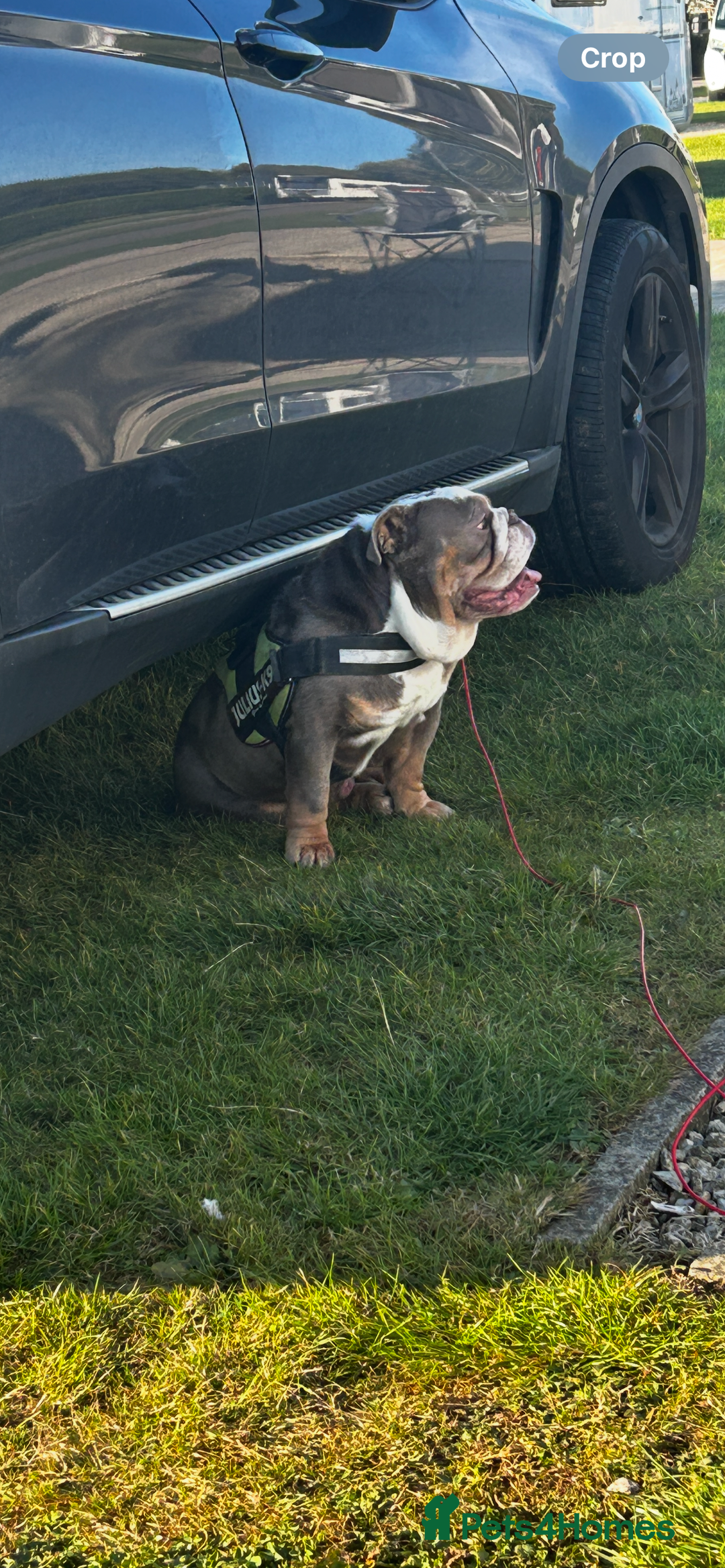 English Bulldog dogs for stud: Reginald STUD  - Advert 3