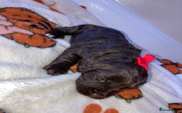 Cockapoo dogs for sale: Merle Cockapoos - Image 9