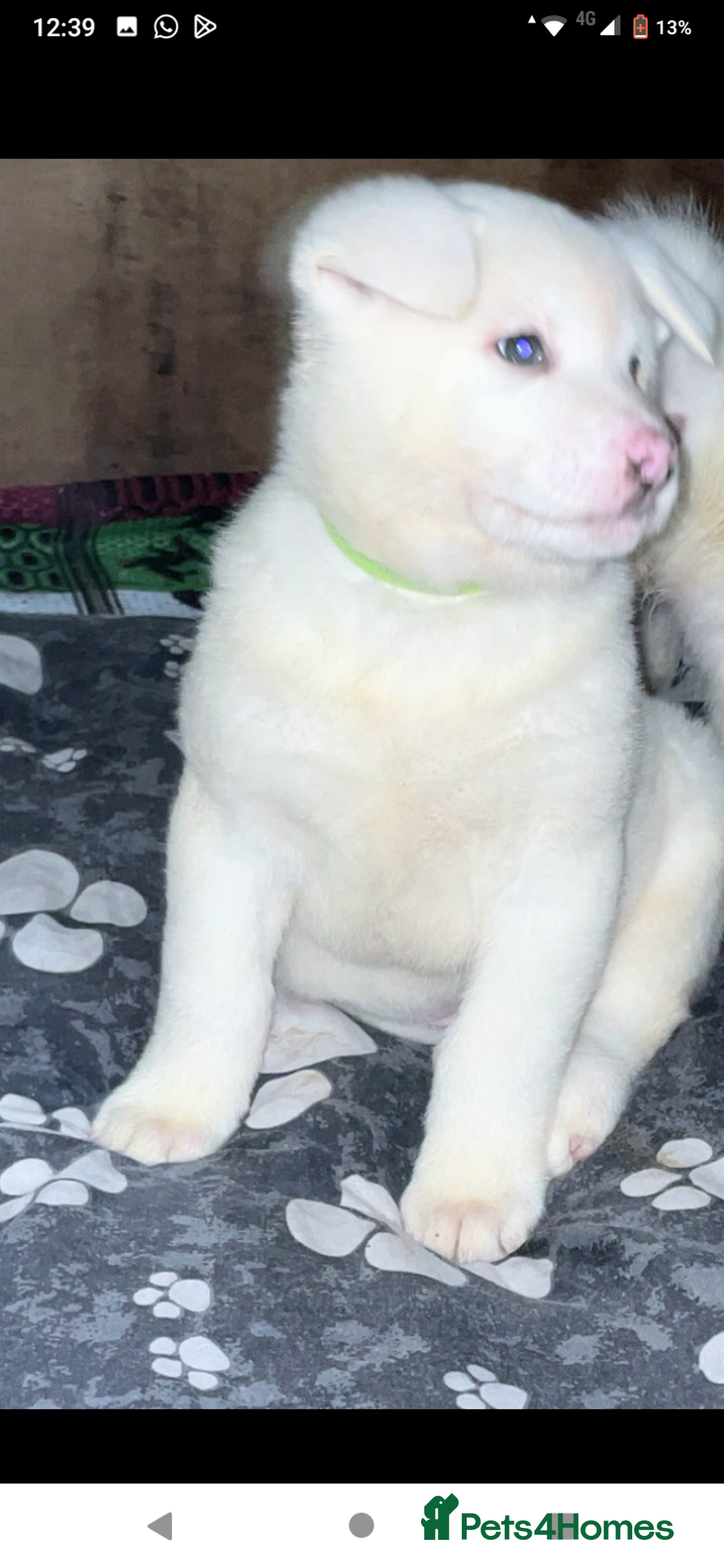 Japanese Akita Inu dogs for sale: Japanese Akita Inu Puppies  - Advert 11