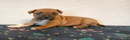 Staffordshire Bull Terrier dogs for sale:  red staffordshire bullterrier puppies 🐶  - Advert 8