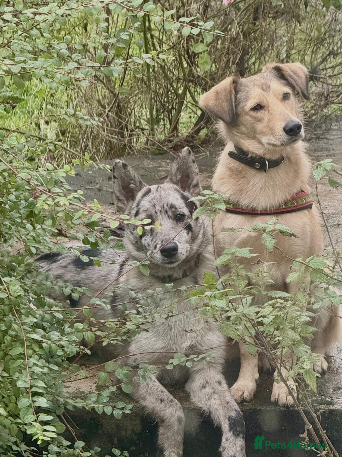 Mixed Breed dogs 💙🐶 NICK(8 month) & ❤️🐶 MAILY (1 year)  - Advert 1