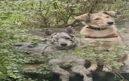 Mixed Breed dogs for adoption: 💙🐶 NICK(8 month) & ❤️🐶 MAILY (1 year)  - Advert 1