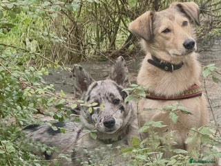 Mixed Breed dogs 💙🐶 NICK(8 month) & ❤️🐶 MAILY (1 year) - Advert 2