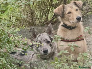 Mixed Breed dogs 💙🐶 NICK(8 month) & ❤️🐶 MAILY (1 year) - Advert 2