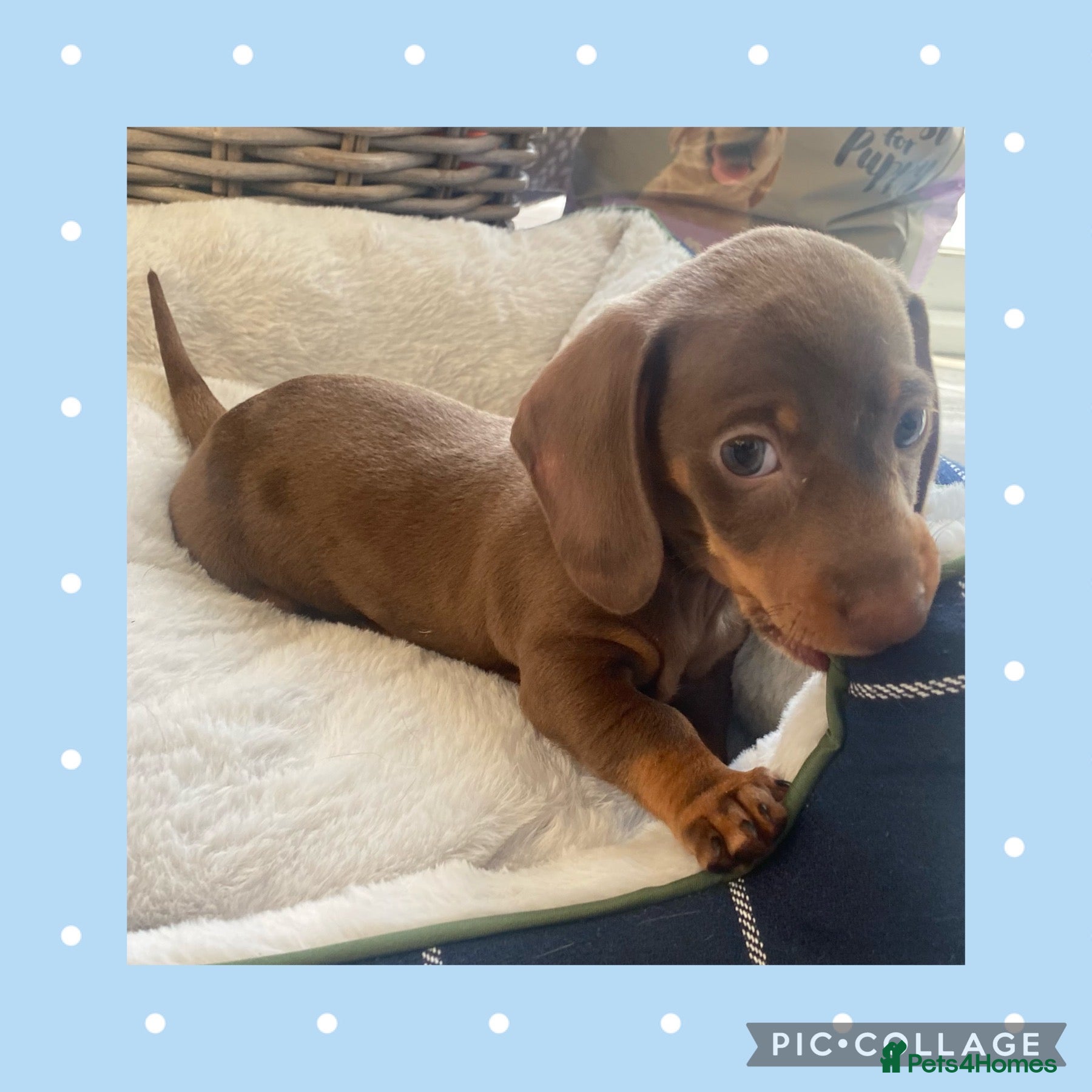 Miniature Dachshund dogs Outstanding Litter - Advert 2