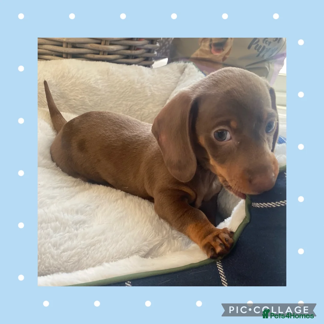 Miniature Dachshund dogs for sale: Outstanding Litter - Advert 2