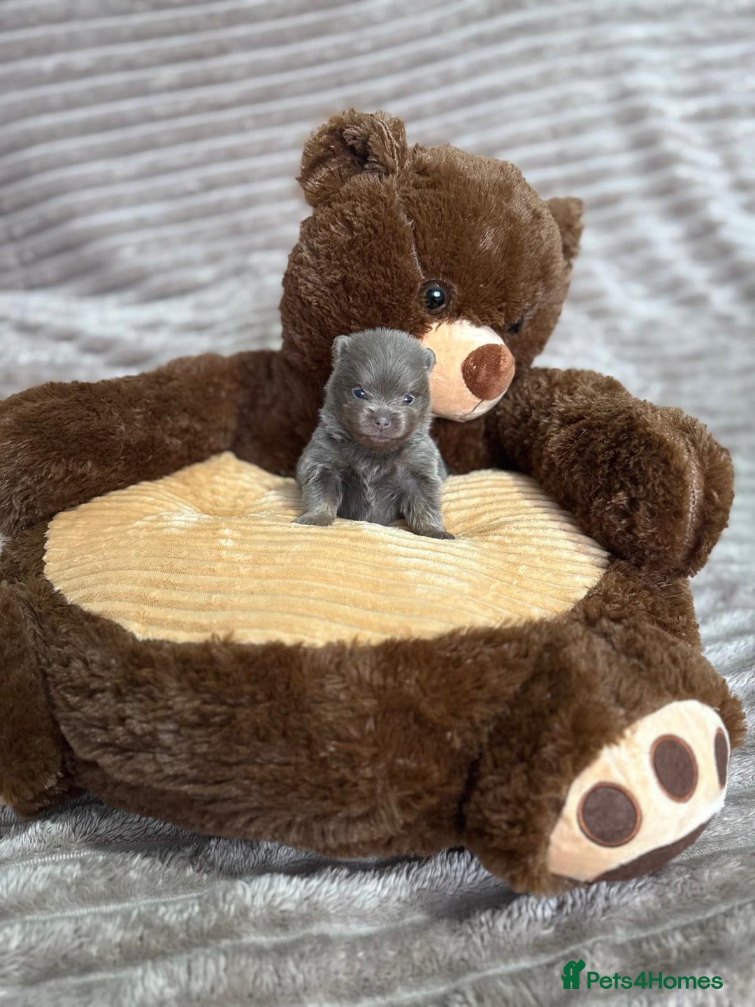 Pomeranian dogs for sale: Stunning lilac Pomeranians  - Advert 9