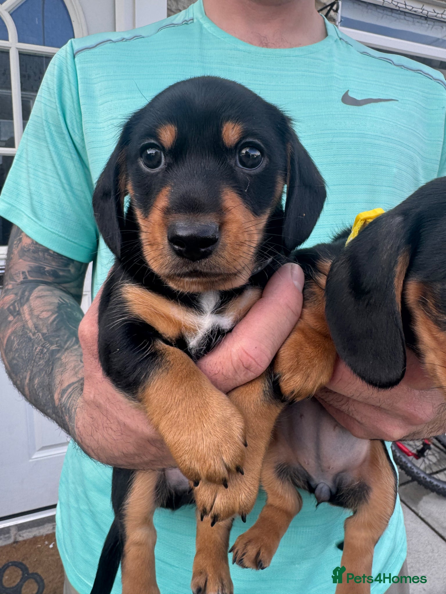 Miniature Dachshund dogs 1 KC registered miniature dachshund boy available - Advert 8