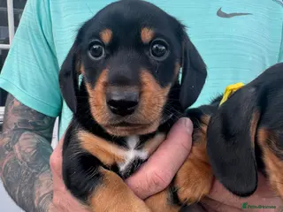 Miniature Dachshund dogs 1 KC registered miniature dachshund boy available - Advert 8
