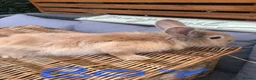 Lionhead rabbits for sale: Gorgeous fluffy Lionhead babies ready now - Advert 7