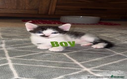 British Shorthair cats for sale: I have 5 beautiful cuddly kittens left  - Image 1