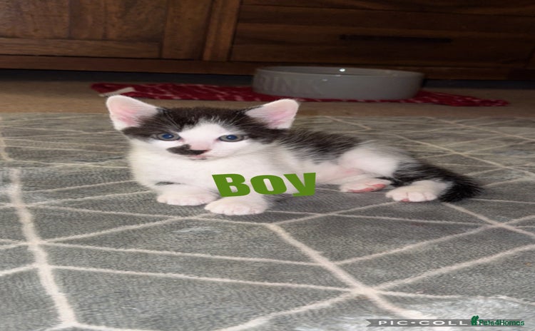 British Shorthair cats - Advert 6