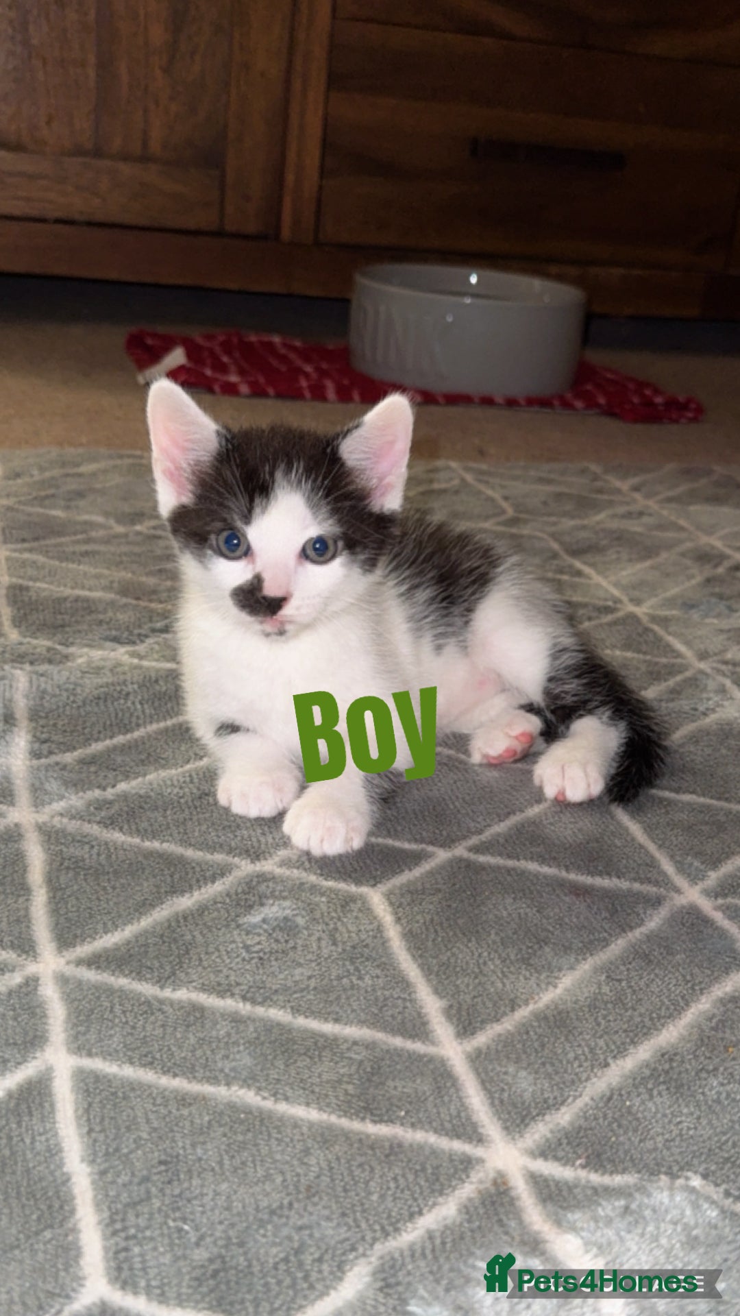 British Shorthair cats for sale: I have 5 beautiful cuddly kittens left  - Image 1