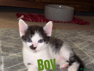 British Shorthair cats - Advert 20