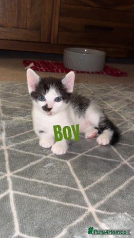 British Shorthair cats - Advert 1