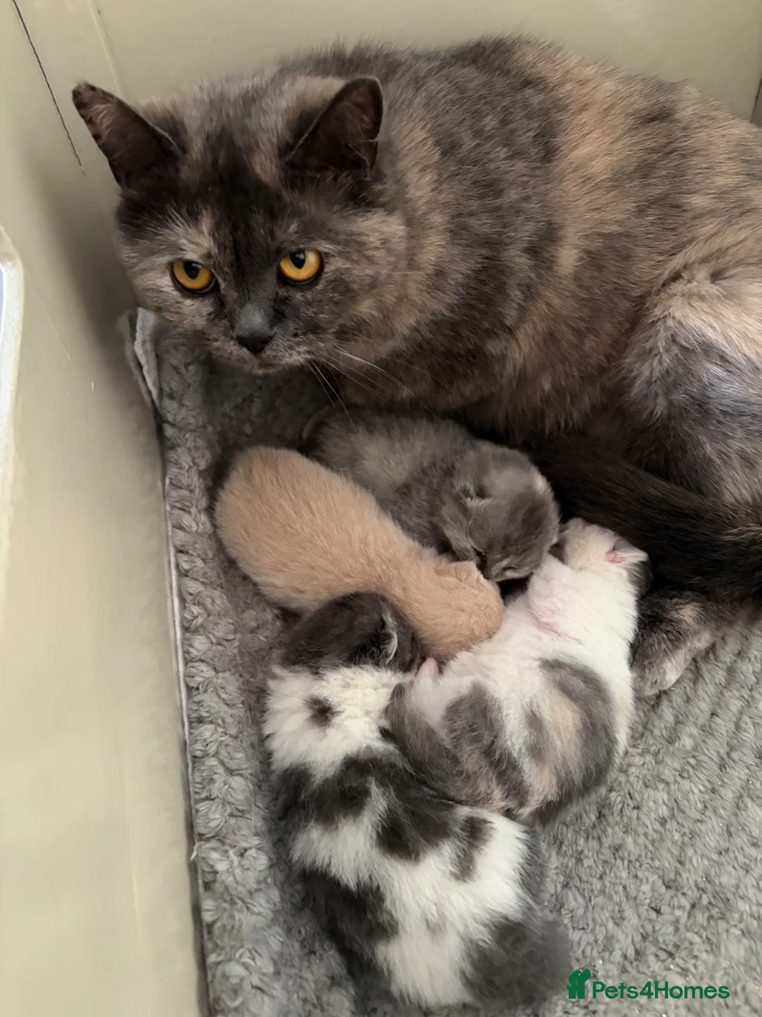 British Shorthair cats for sale: TICA Registered British Short Hair  in Havant - Advert 1