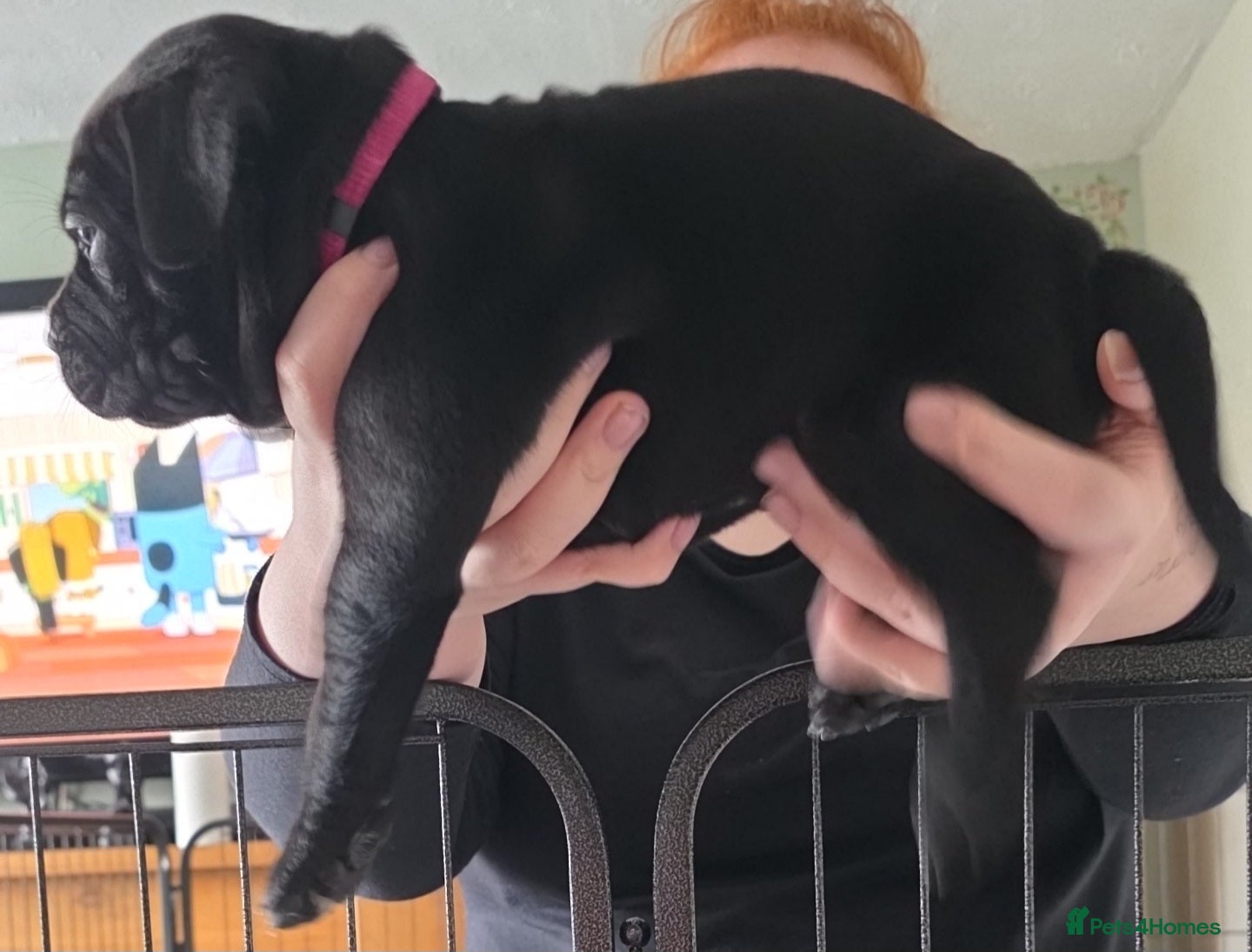 Mixed Breed dogs Cane corso X Staffy - Advert 3