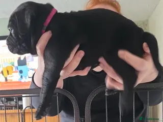 Mixed Breed dogs Cane corso X Staffy - Advert 3