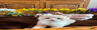 British Shorthair Kitten 1 RESERVED