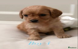 Cavapoo dogs for sale: 8 F1 dna health tested Cavapoos  - Image 17